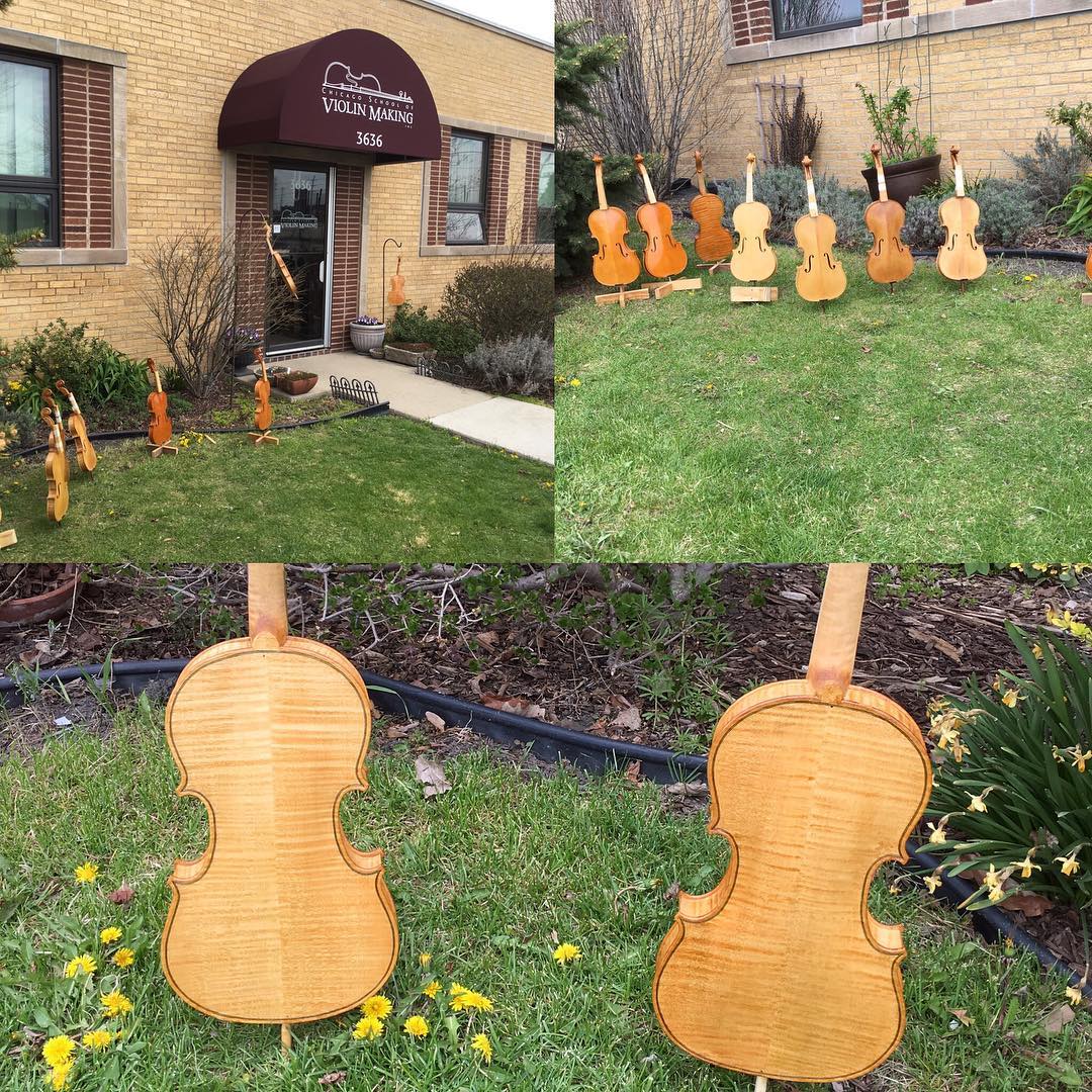 Spring is blooming violins in Chicago