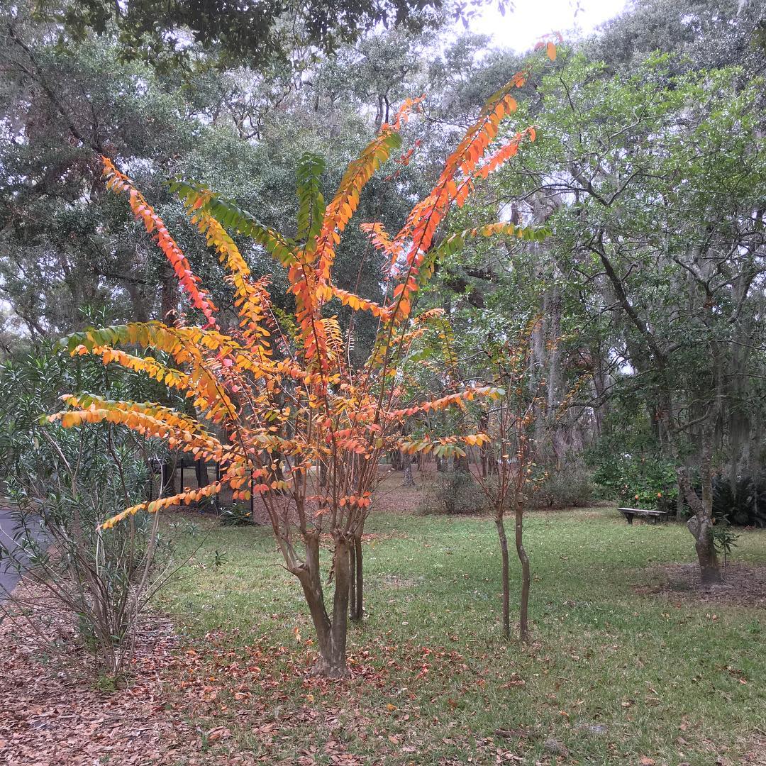 Our Florida Fall (post solstice) Colors